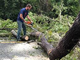 Best Seasonal Cleanup (Spring/Fall)  in High Ridge, MO